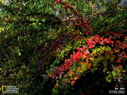 红叶风景桌面 红叶风景桌面