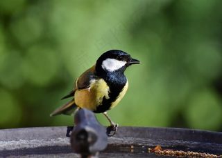 山雀鸟呆萌图片