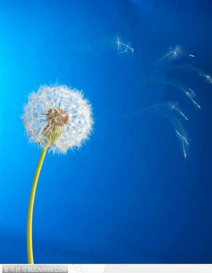 蓝天下的蒲公英图片
