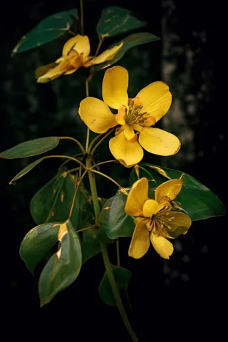 黑色背景棣棠花图