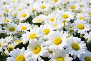 盛开的白色雏菊铺满了屏幕摄影图