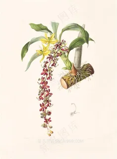 北欧花卉彩绘插画图片