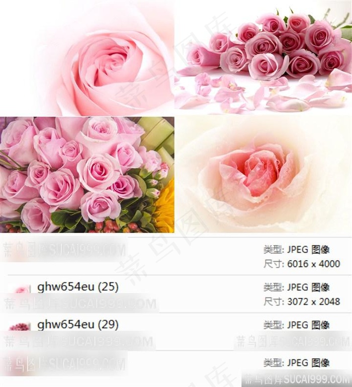 粉色玫瑰摄影素材