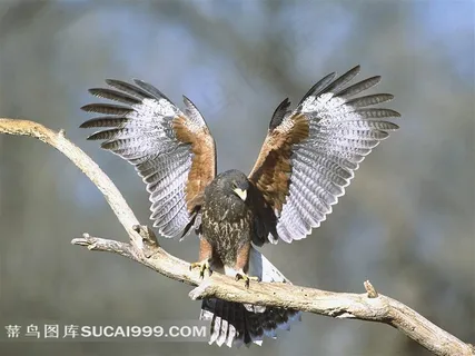 树枝上展翅的雄鹰摄影素材