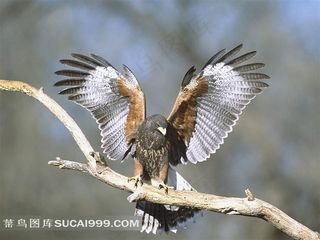 树枝上展翅的雄鹰摄影素材