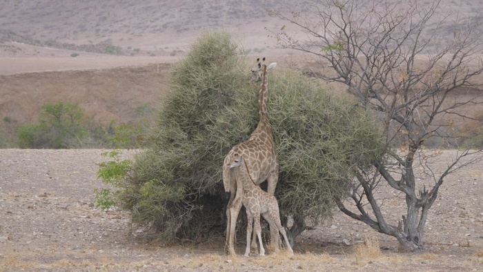 母亲和婴儿长颈鹿在干燥的大草原上的灌木丛中