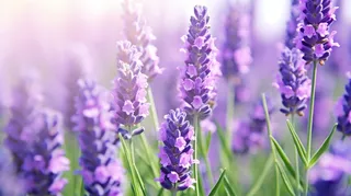 盛开的紫色小花摄影图