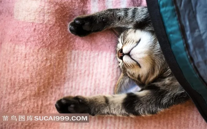 熟睡中的小猫