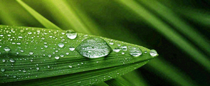 夏天绿叶露水露珠萌芽清新，雨水白露谷雨摄影图(1712x704)