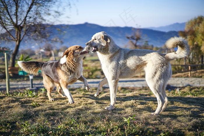 两只中华田园犬打闹图片