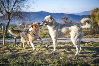 两只中华田园犬打闹图片