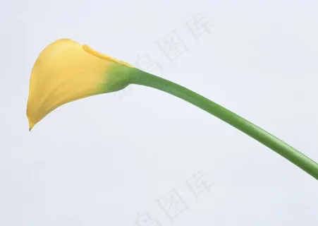 花草特写 68 花草特写 68