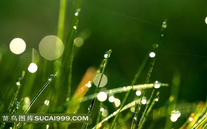 阳光下带水珠的小草