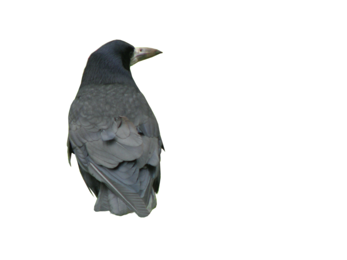 乌鸦动物园动物设计素材森林野生