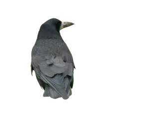 乌鸦动物园动物设计素材森林野生