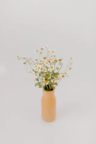 白色纯洁雏菊摄影素材