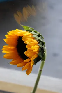 黄色向日葵摄影素材 黄色向日葵摄影素材