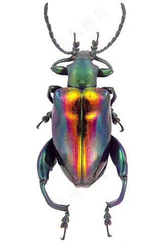 昆虫系列 - 美丽的昆虫