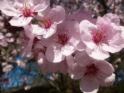 春天桃花枝桃花图片 春天桃花枝桃花图片