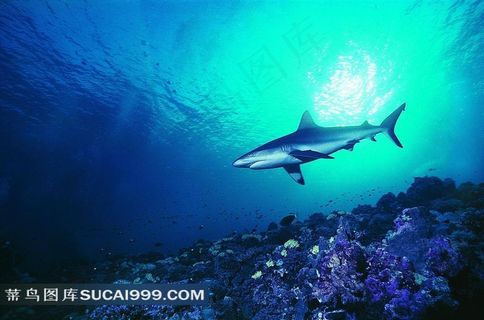 深海里的鲨鱼唯美摄影图