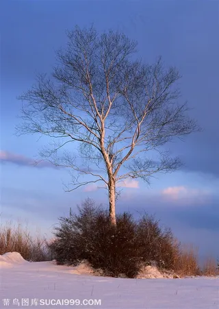 树林树木-屹立在雪地里的树木沐浴在阳光中