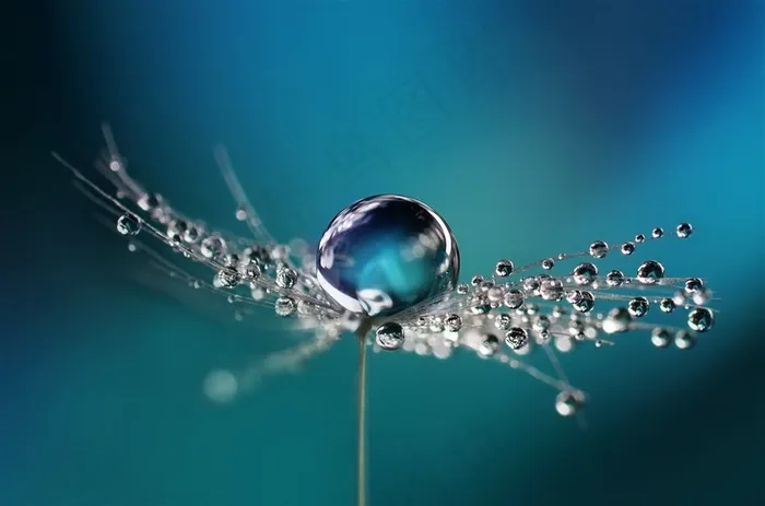 沾满水珠的蒲公英高清图片