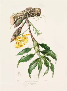 花卉手绘彩绘插画图片 花卉手绘彩绘插画图片