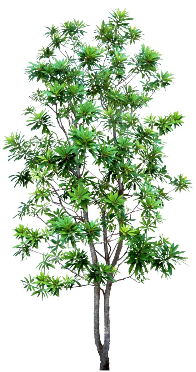 高清树木素材 免抠PSD植物素材 美术绘画园林贴图 树草灌木花草