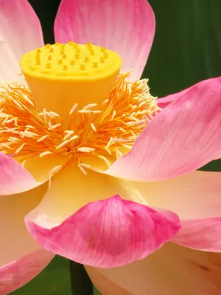 高清藕花图片下载