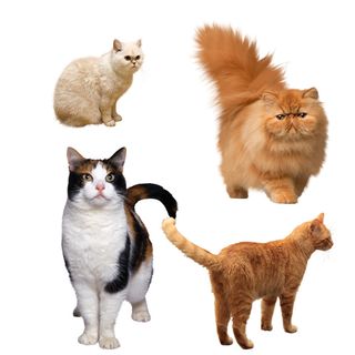 免抠各种猫实物摄影图片