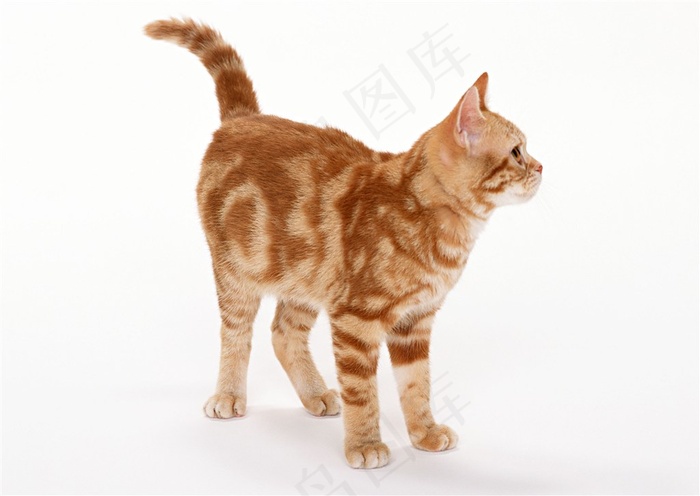 看着别人的猫咪图片