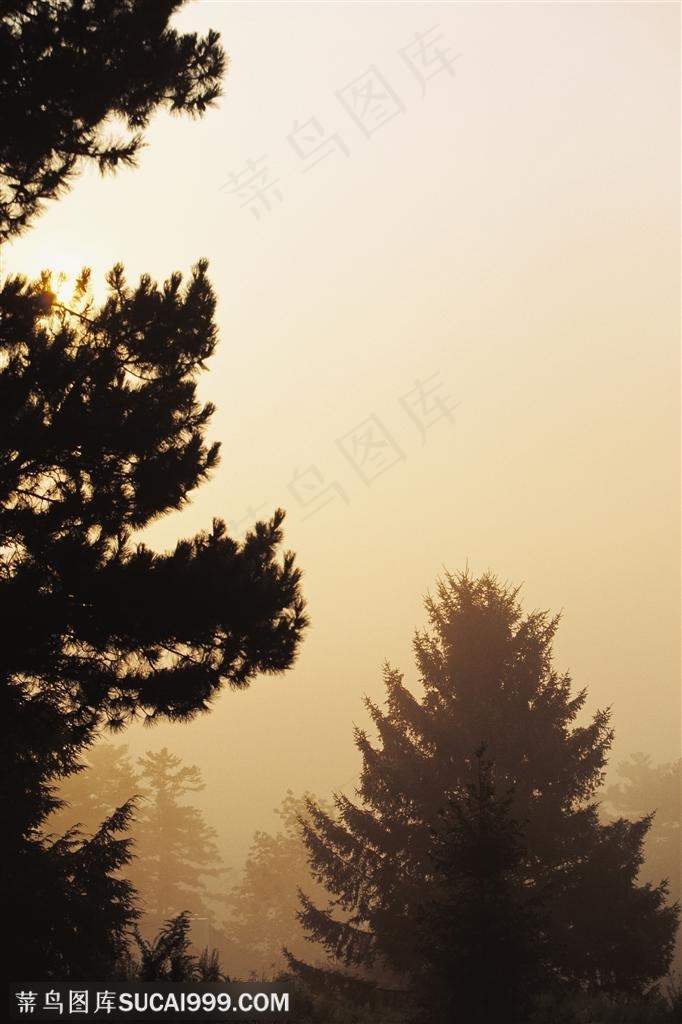 树木树叶-迷雾中的树木树尖特写