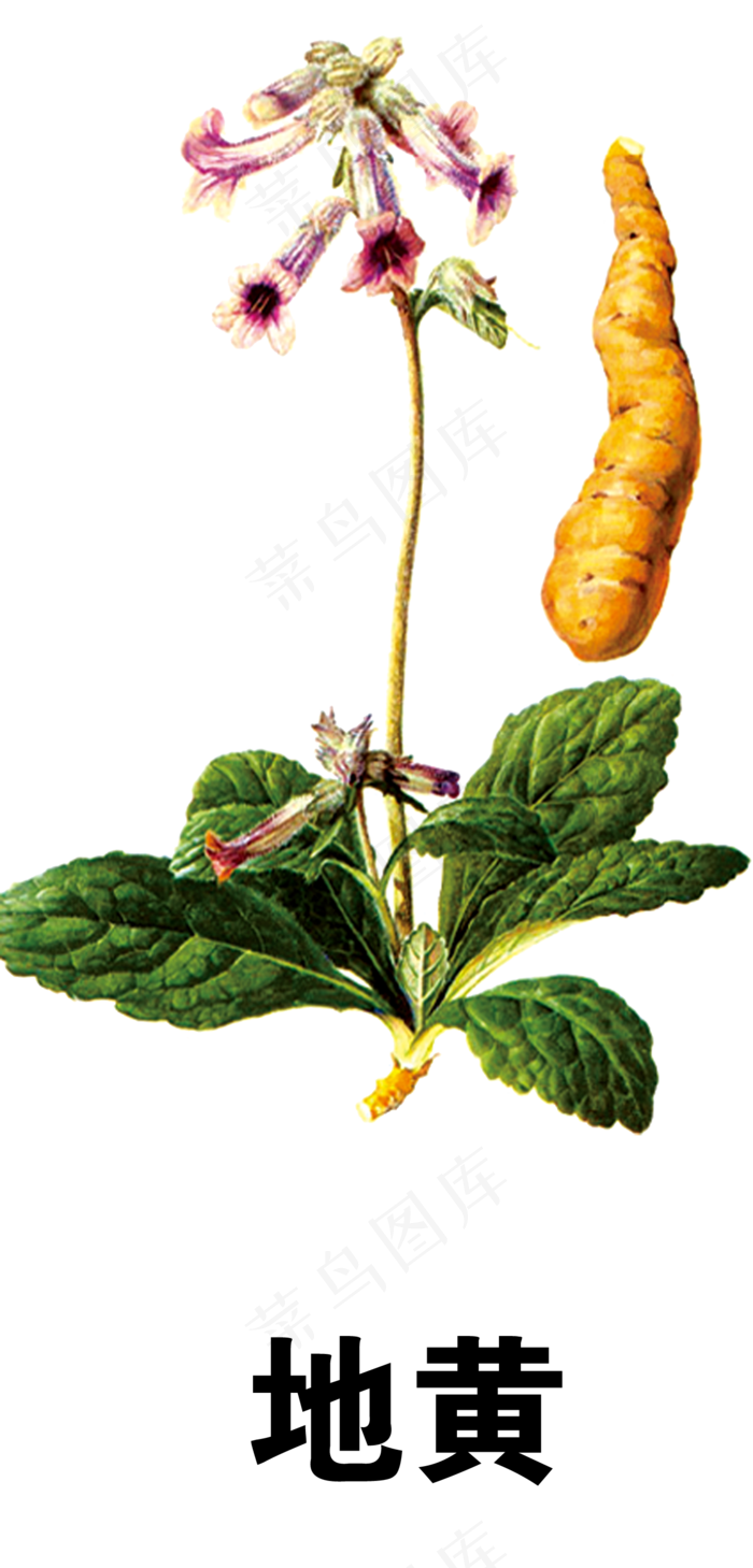手绘草本中药药材