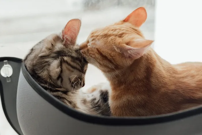 可爱猫咪猫猫摄影素材
