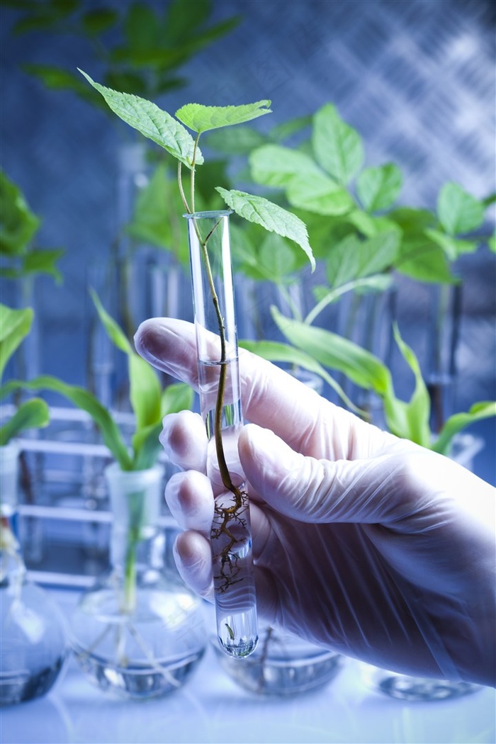 无土栽培的植物样本高清摄影图