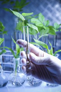 无土栽培的植物样本高清摄影图