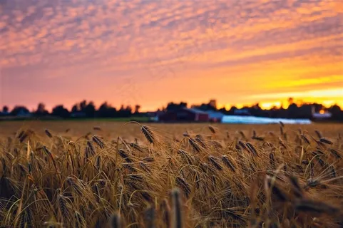 金黄色的小麦大图