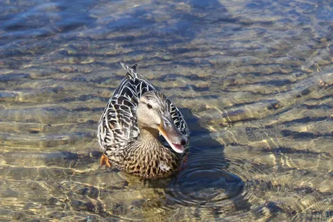 浮水家养麻鸭图片
