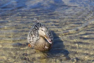 浮水家养麻鸭图片