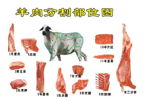 羊肉分割位置cdr矢量模版下载