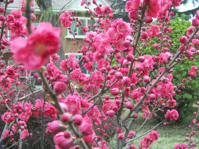 高清桃花图片下载