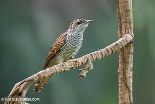 树枝上的布谷鸟类图片