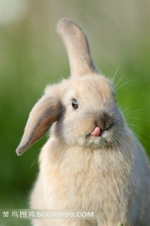 高清可爱萌兔素材