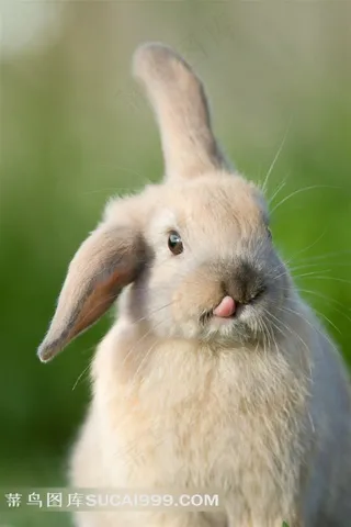 高清可爱萌兔素材
