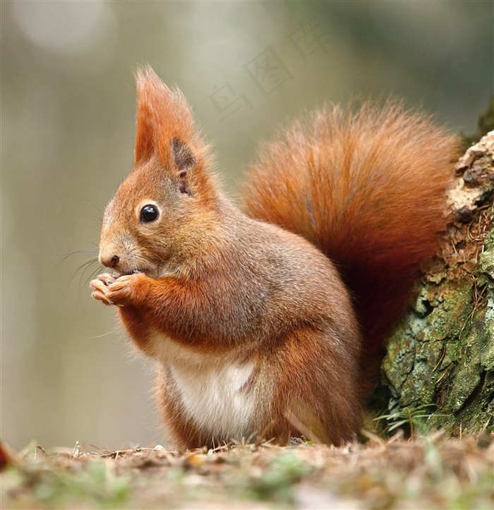大树旁专注的松鼠图片