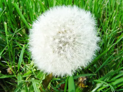 摄影图片景物风景 大气背景蒲公英