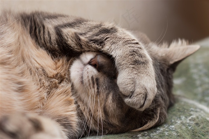 可爱的宠物猫图片