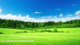 蓝天下美丽的绿色草地森林图片