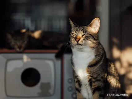 夕阳阳光中的猫咪图片