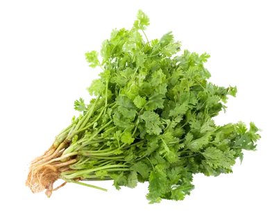 香菜 (3)超市商品白底图免抠实物摄影png格式图片透明底